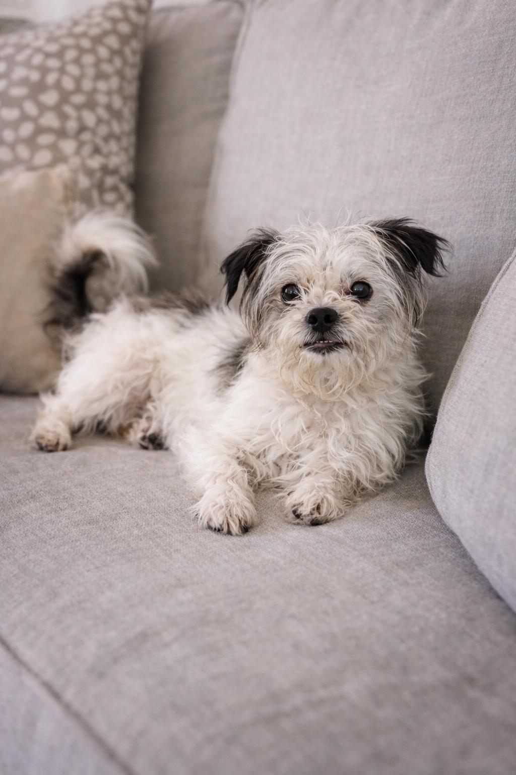 Enlarge Guinness, a Adoptable mixed breed in metairie, LA image 2/4