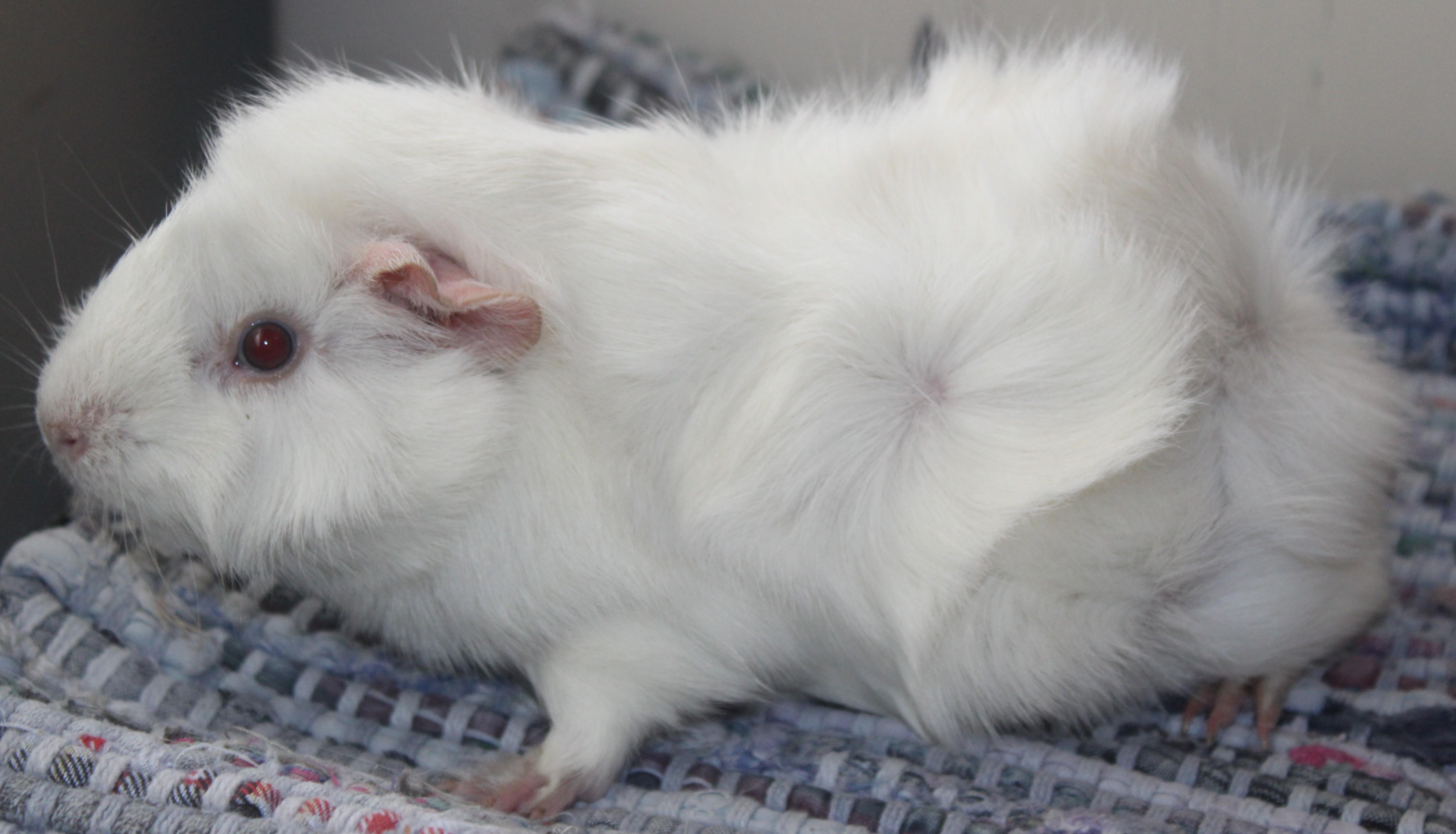 Marshmellow, an adopted Guinea Pig in Huron, SD image 1/3