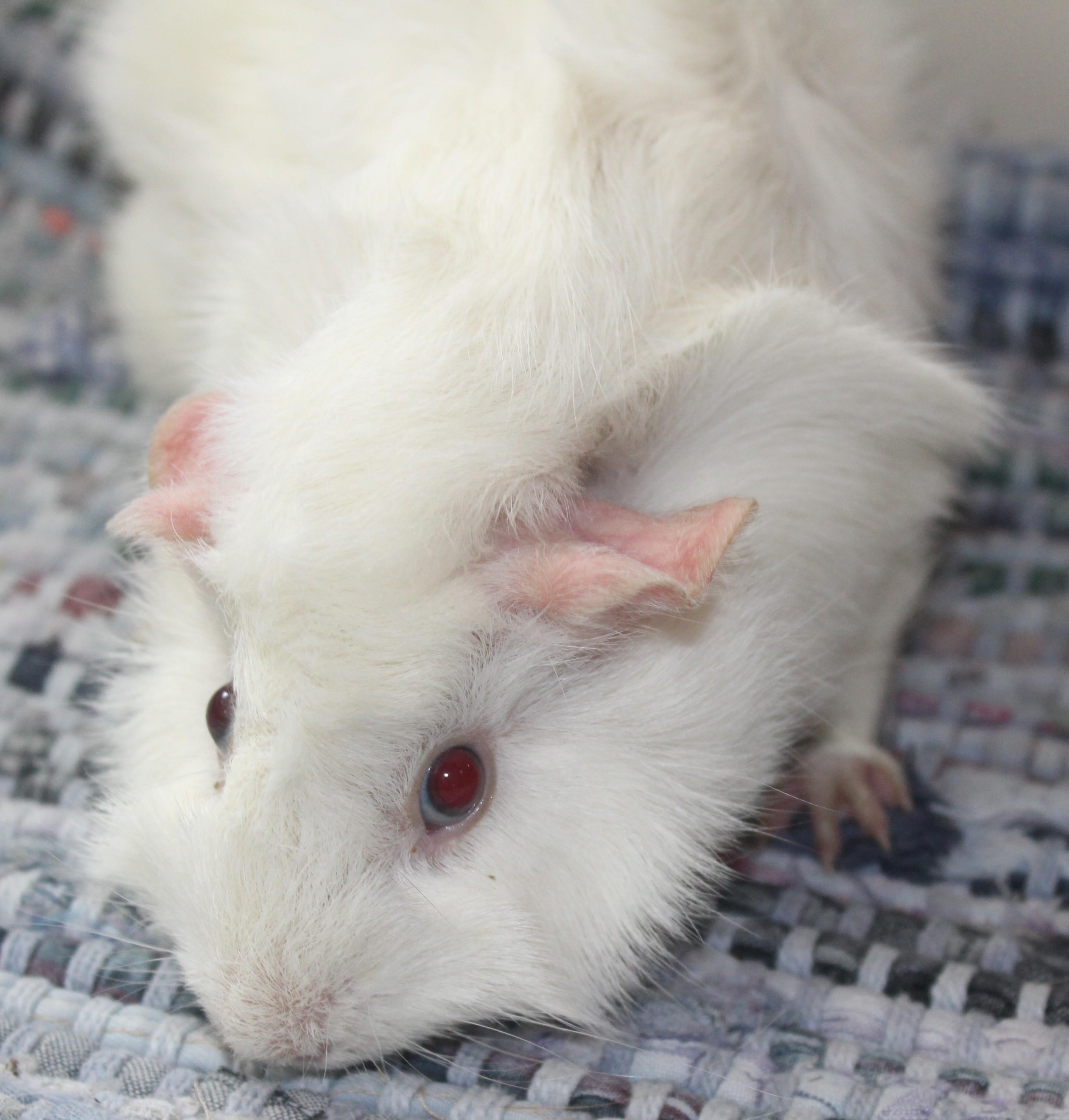 Marshmellow, an adopted Guinea Pig in Huron, SD image 2/3