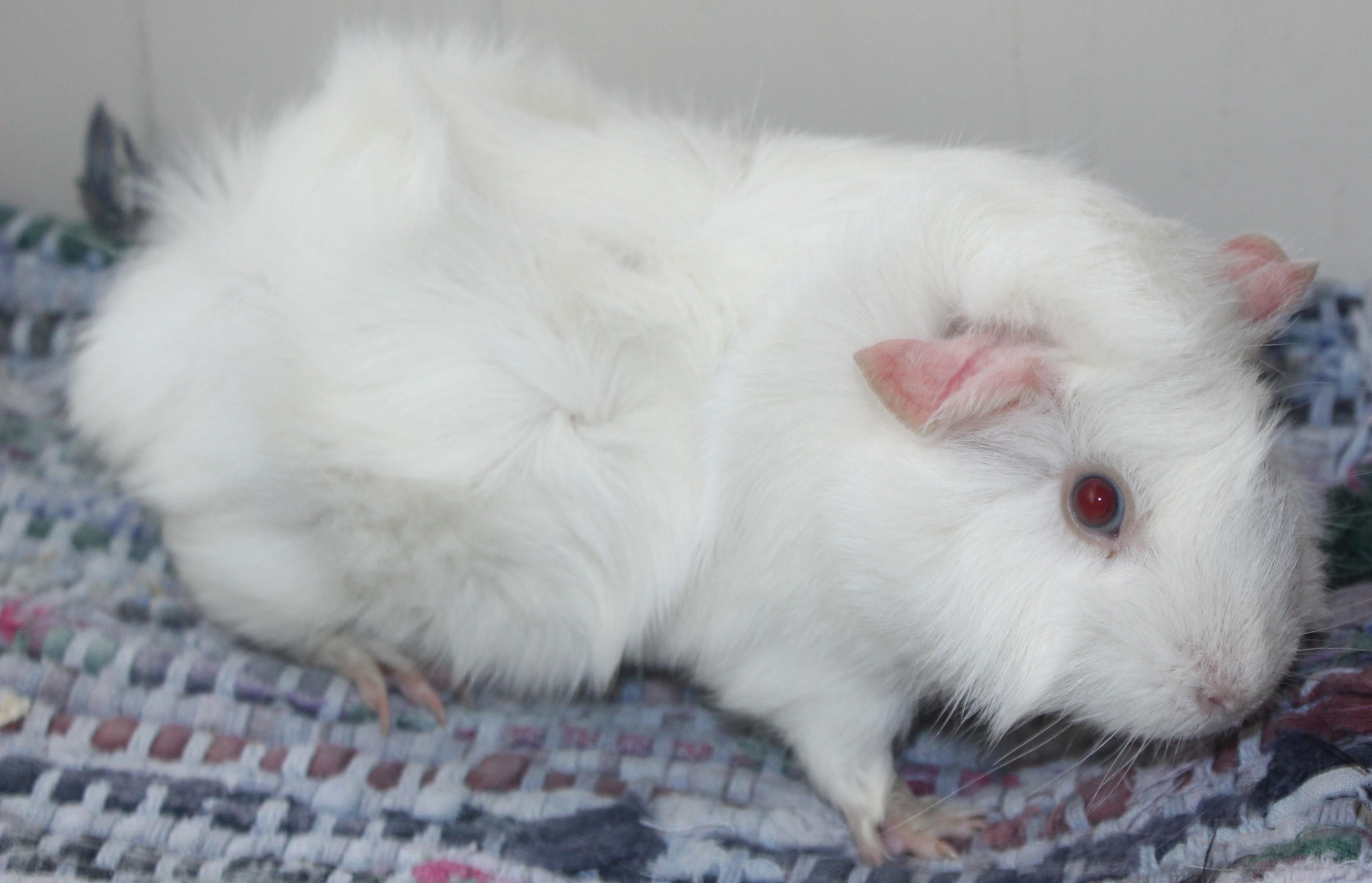 Marshmellow, an adopted Guinea Pig in Huron, SD image 3/3
