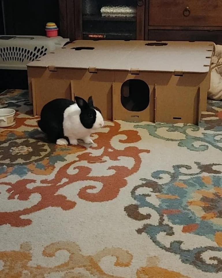 Dutchie, Adopted, Adult Male Dwarf & Dutch.