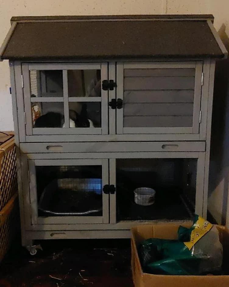 Enlarge Dutchie, a Adopted mixed breed in Ocala, FL image 2/3