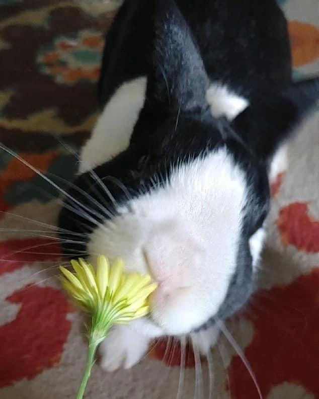 Enlarge Dutchie, a Adopted mixed breed in Ocala, FL image 3/3