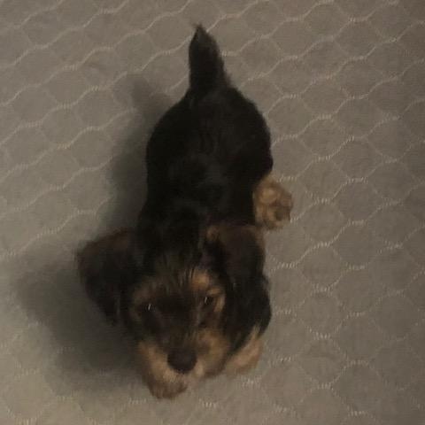 Enlarge Razz, an adopted Yorkshire Terrier in Colleyville, TX image 2/3