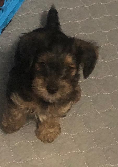 Enlarge Razz, an adopted Yorkshire Terrier in Colleyville, TX image 1/3