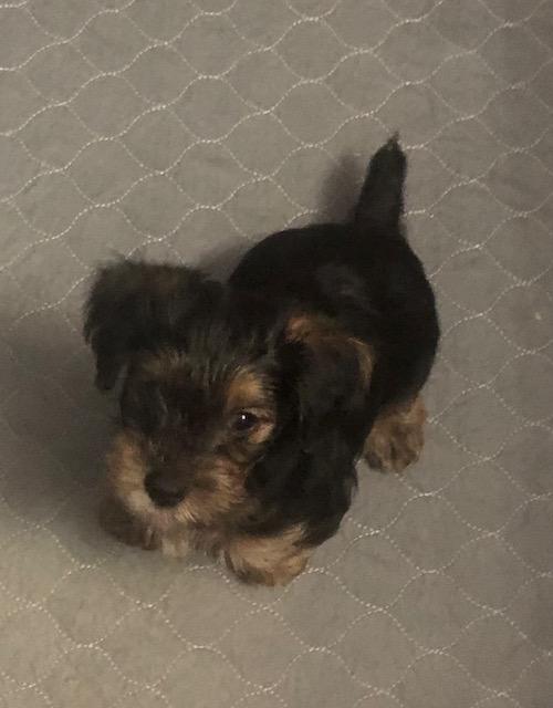 Enlarge Razz, an adopted Yorkshire Terrier in Colleyville, TX image 3/3