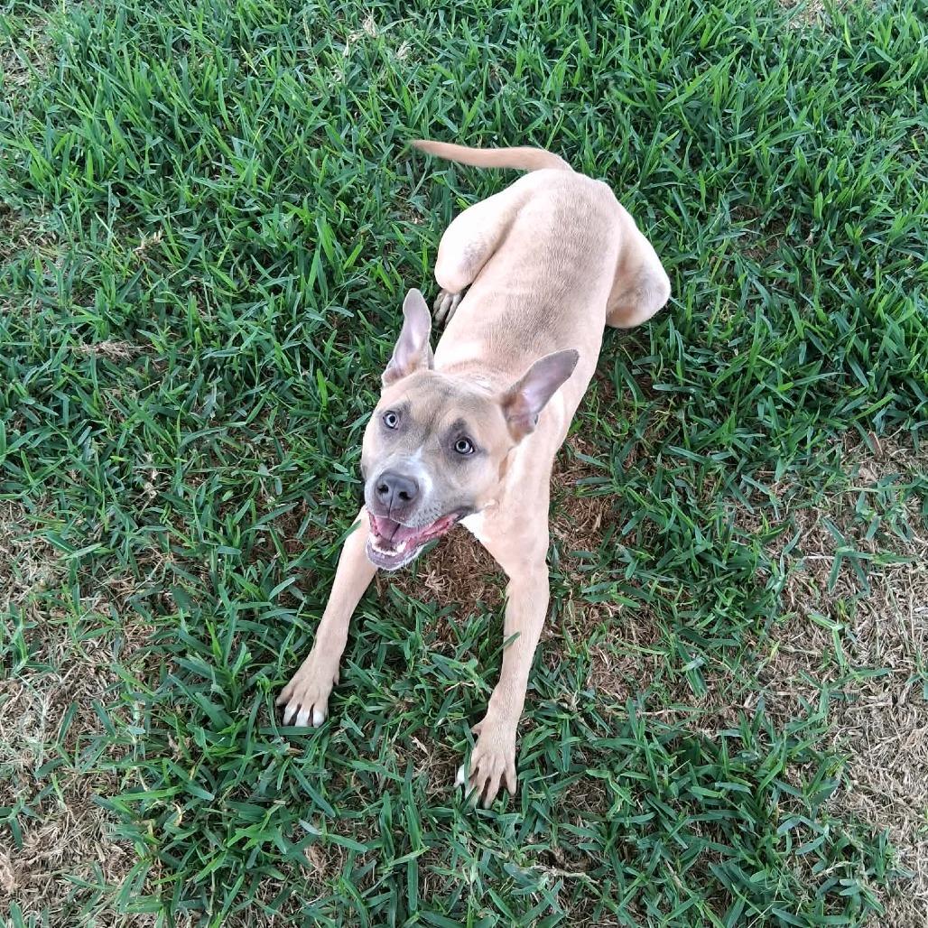 Belle, a Adoptable Mixed Breed in Dickinson, TX image 1/3