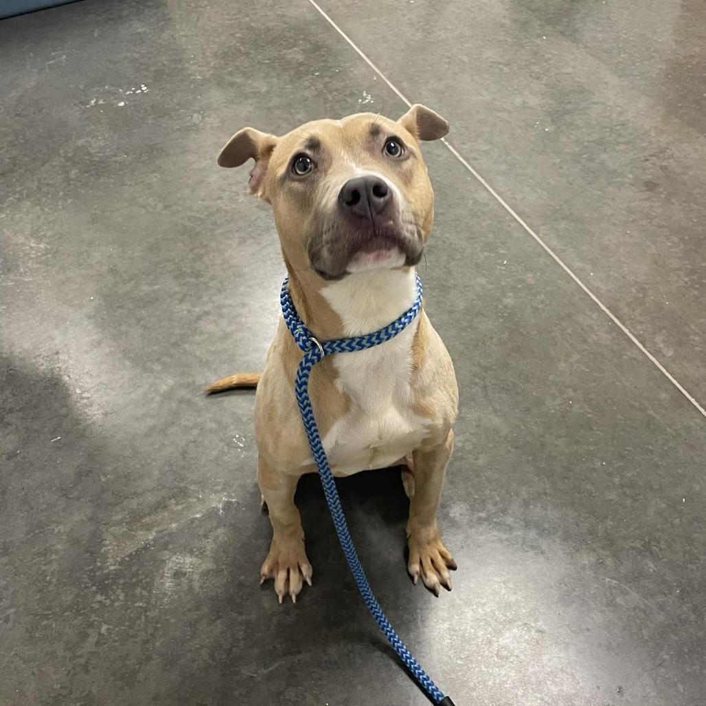 Belle, a Adoptable Mixed Breed in Dickinson, TX image 2/3