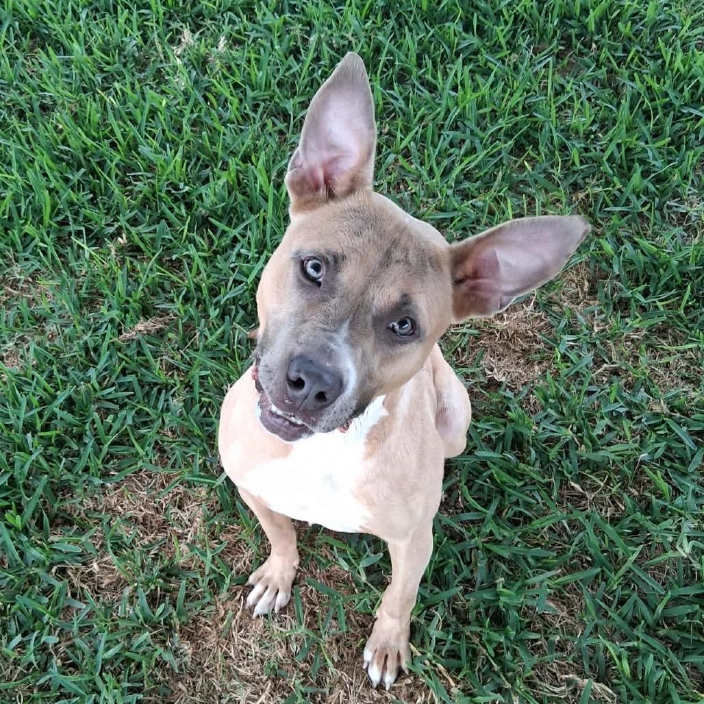 Belle, a Adoptable Mixed Breed in Dickinson, TX image 3/3