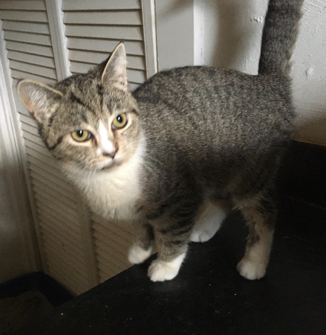 Calliope, Young Female Domestic Short Hair
