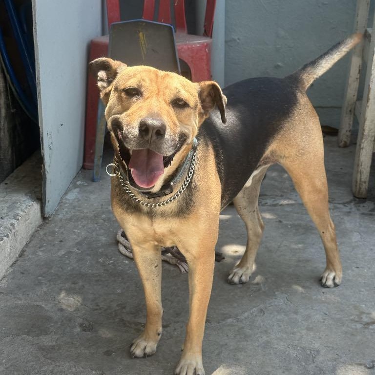 Enlarge Charlie, a Adoptable mixed breed in San Diego, CA image 3/6