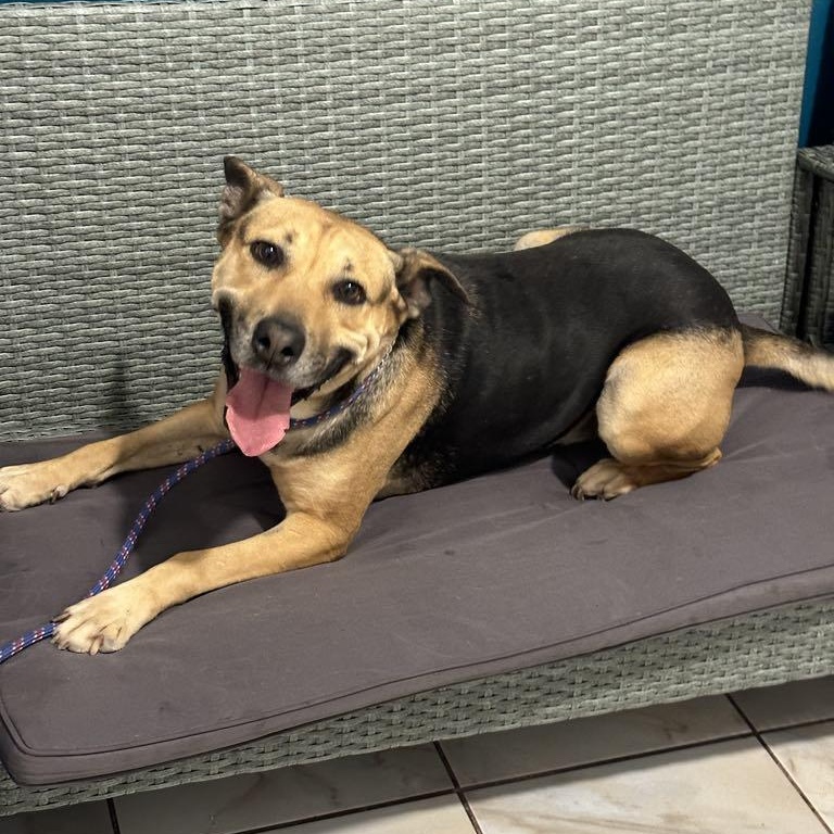 Enlarge Charlie, a Adoptable mixed breed in San Diego, CA image 2/6