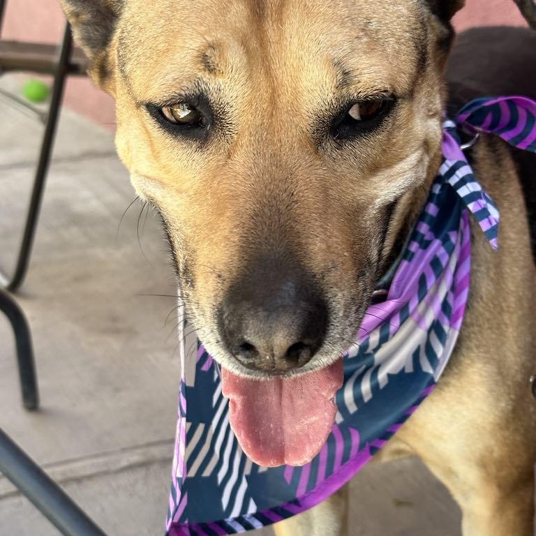 Enlarge Charlie, a Adoptable mixed breed in San Diego, CA image 4/6