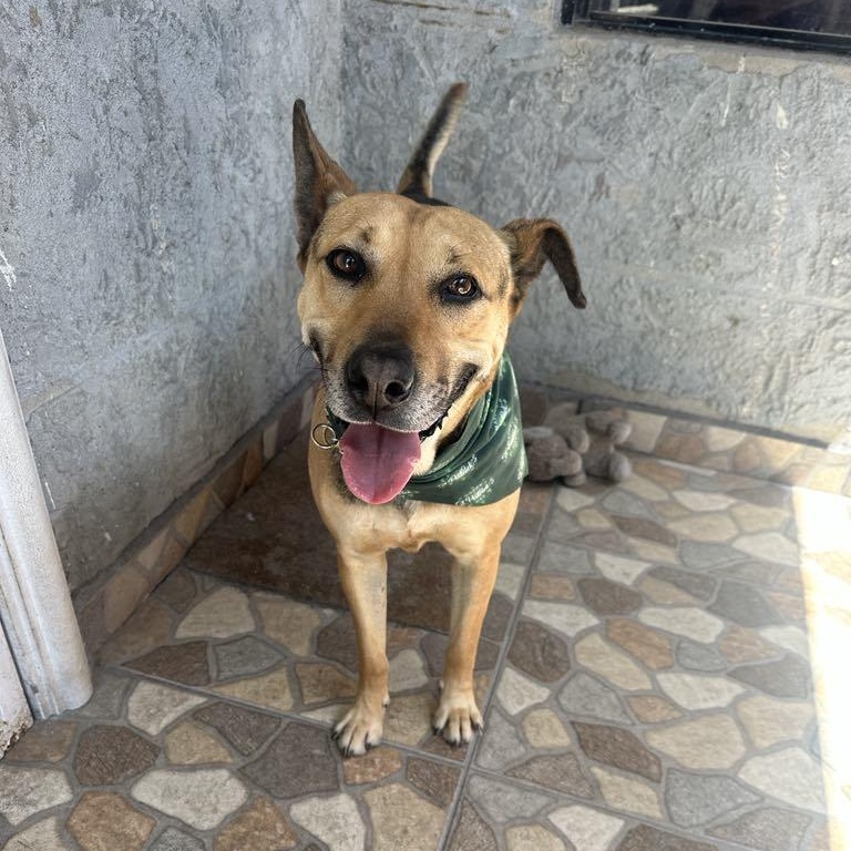 Enlarge Charlie, a Adoptable mixed breed in San Diego, CA image 5/6