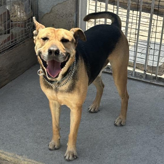 Enlarge Charlie, a Adoptable mixed breed in San Diego, CA image 1/6