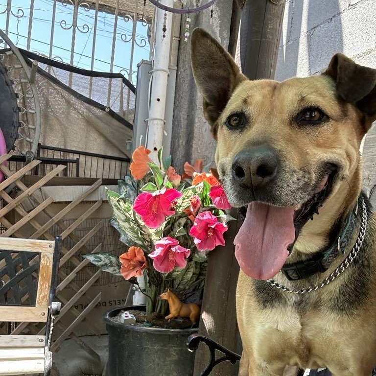 Enlarge Charlie, a Adoptable mixed breed in San Diego, CA image 6/6