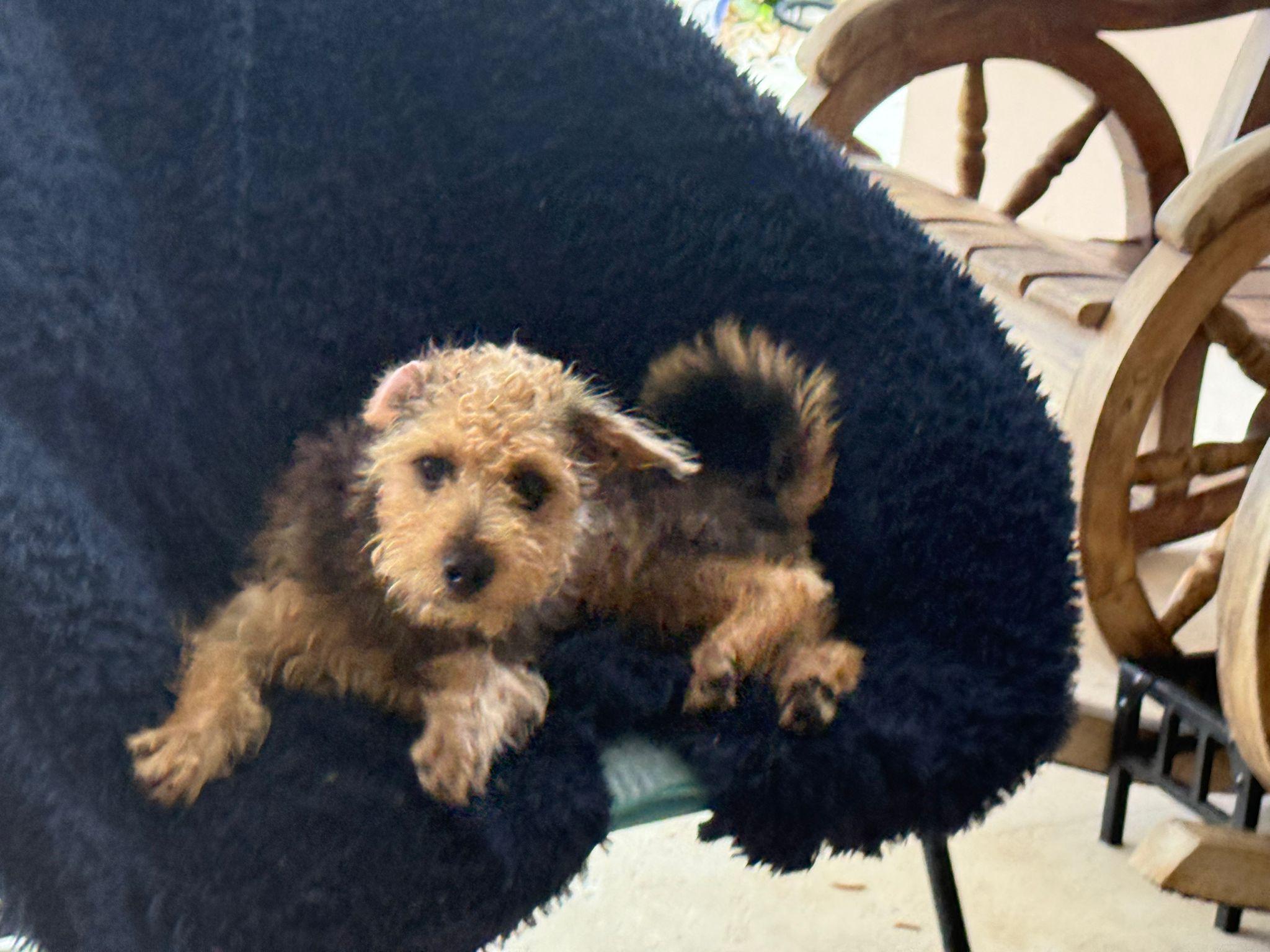 Mario, an adoptable Goldendoodle in Miami, FL, 33144 | Photo Image 1