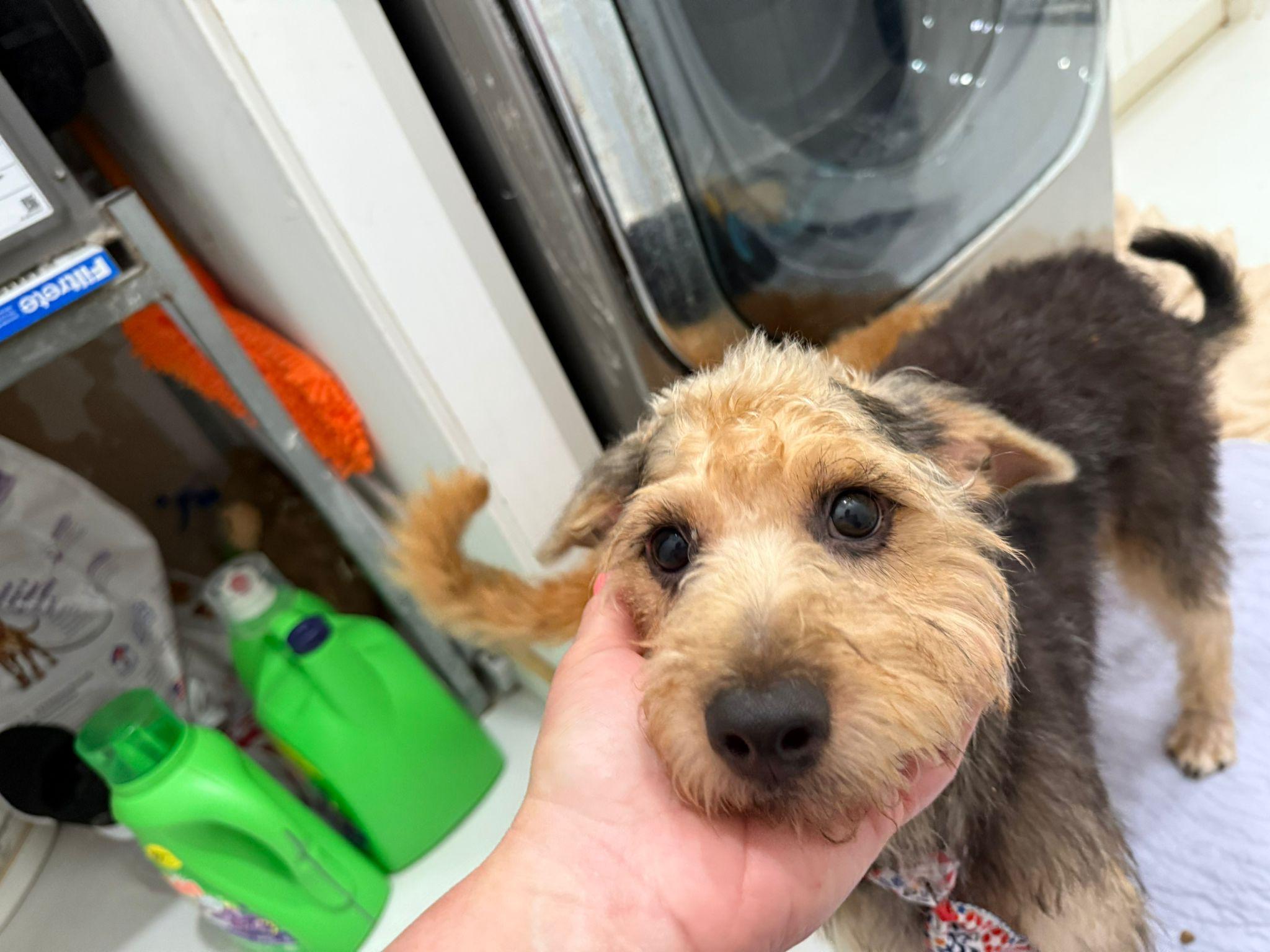 Mario Goldendoodle Dog