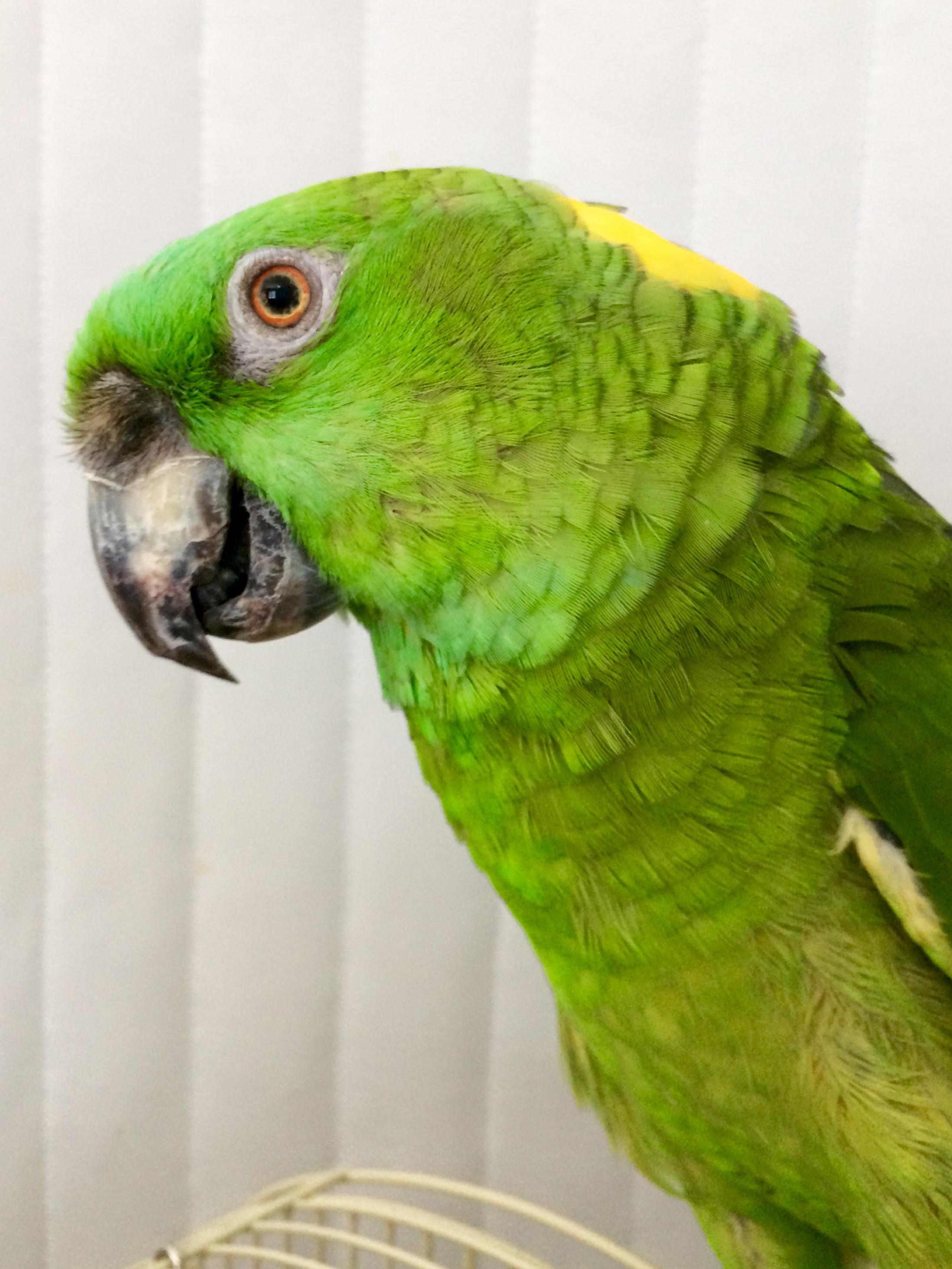 Toots (Anchorage), ADOPTABLE, Senior Unknown Amazon.