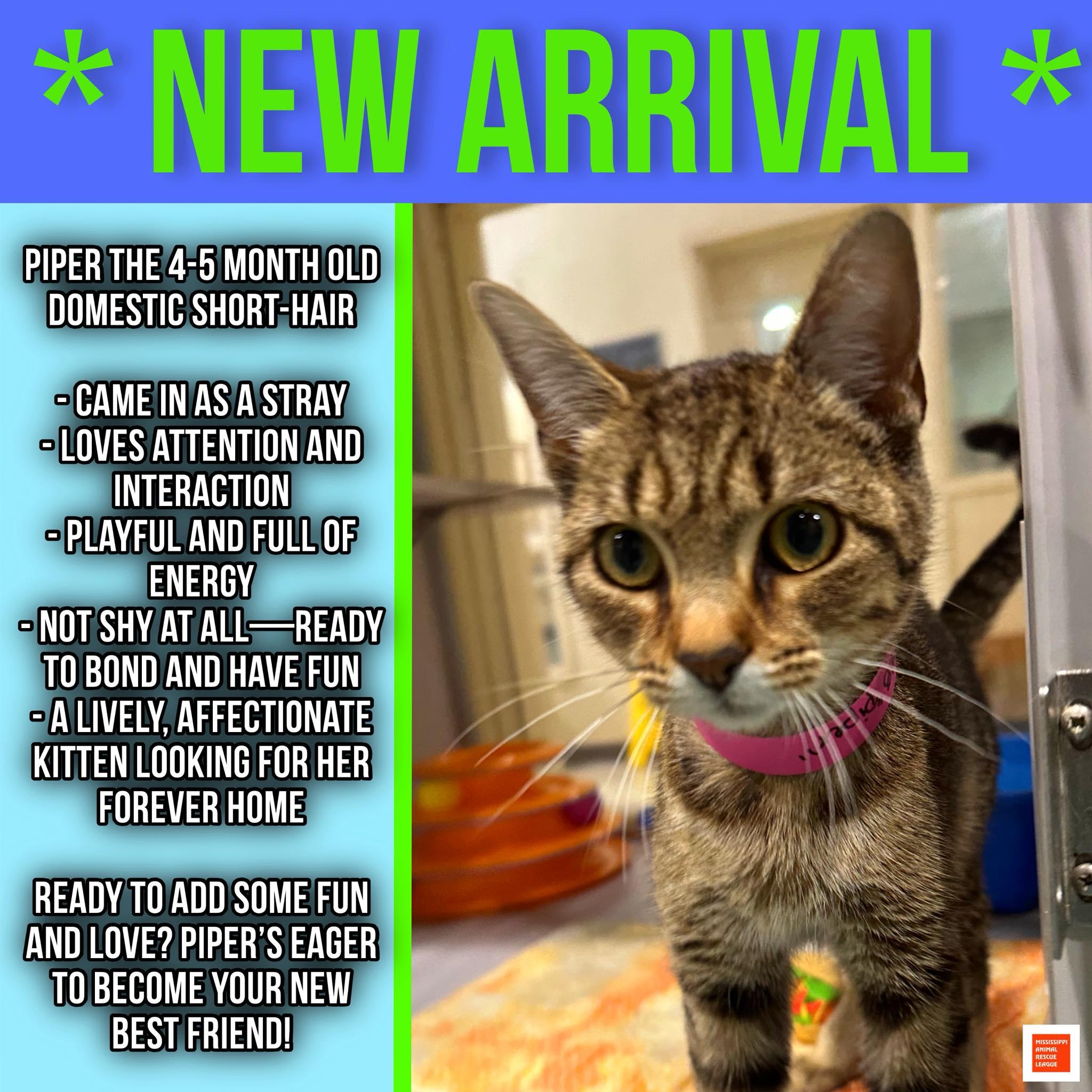 Enlarge Piper, a ADOPTABLE Domestic Short Hair in Jackson, MS image 1/1