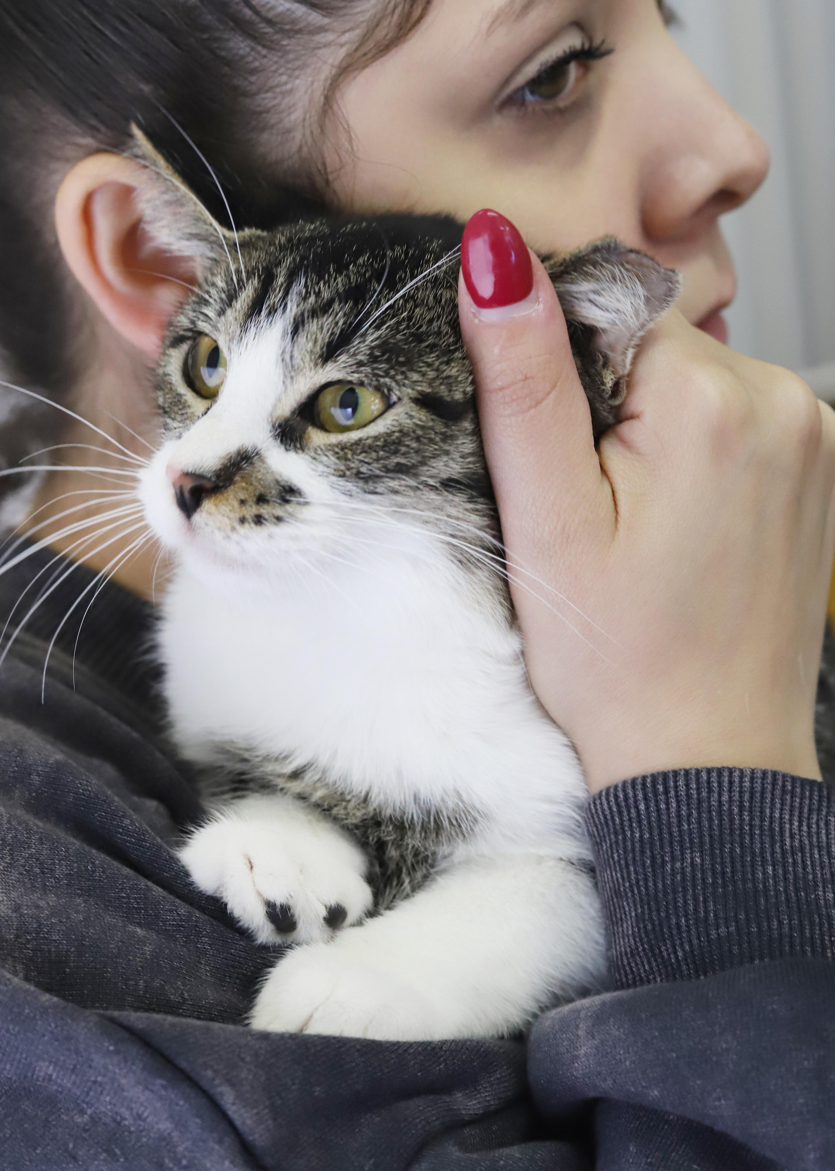 Enlarge Marmalade is a mushy gushy cuddlebug - OLD ENOUGH TO GO SOLO and WOW fun, a Adoptable mixed breed in Bedford Hills, NY image 2/6