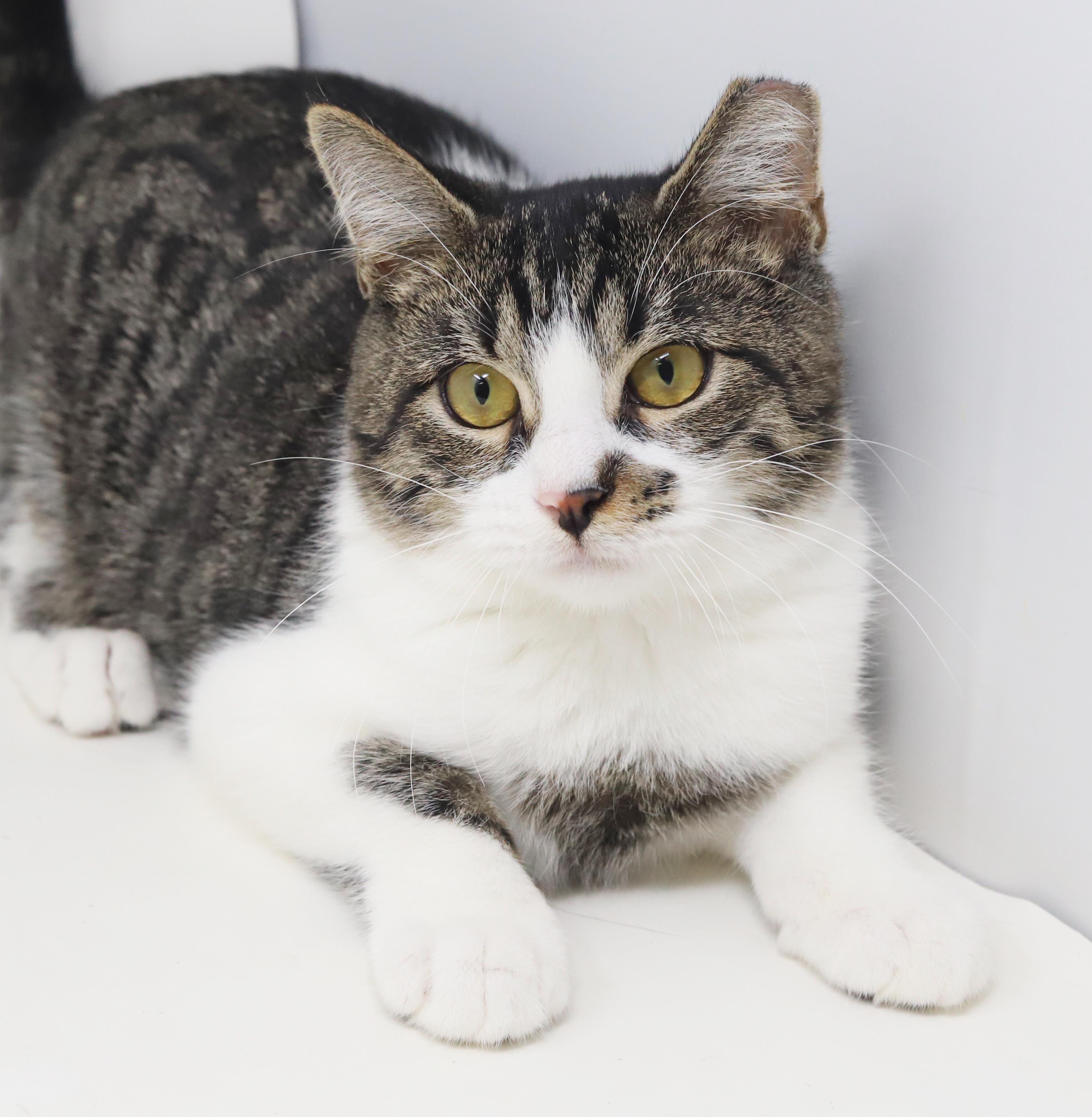 Enlarge Marmalade is a mushy gushy cuddlebug - OLD ENOUGH TO GO SOLO and WOW fun, a Adoptable mixed breed in Bedford Hills, NY image 5/6