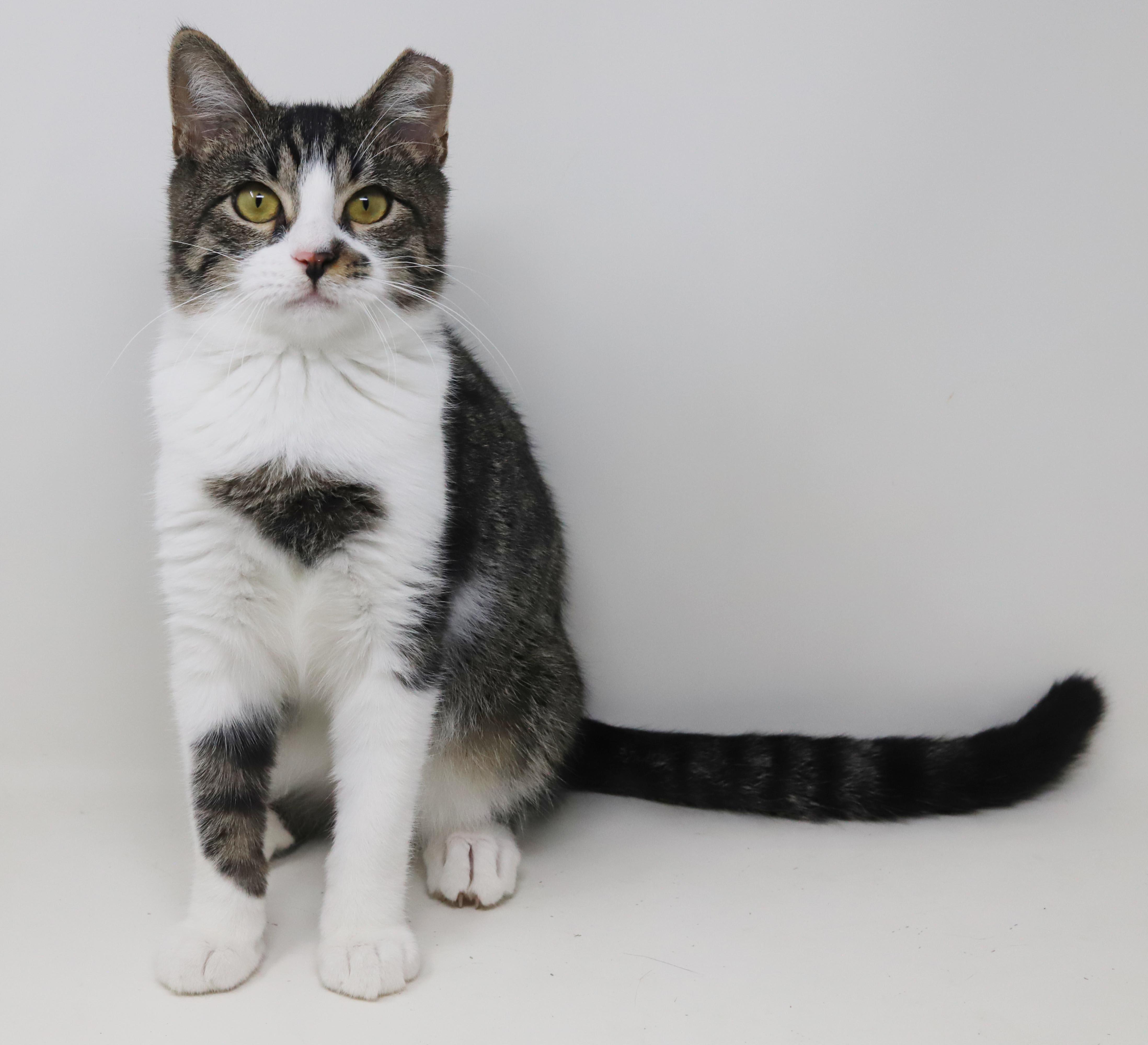 Enlarge Marmalade is a mushy gushy cuddlebug - OLD ENOUGH TO GO SOLO and WOW fun, a Adoptable mixed breed in Bedford Hills, NY image 4/6