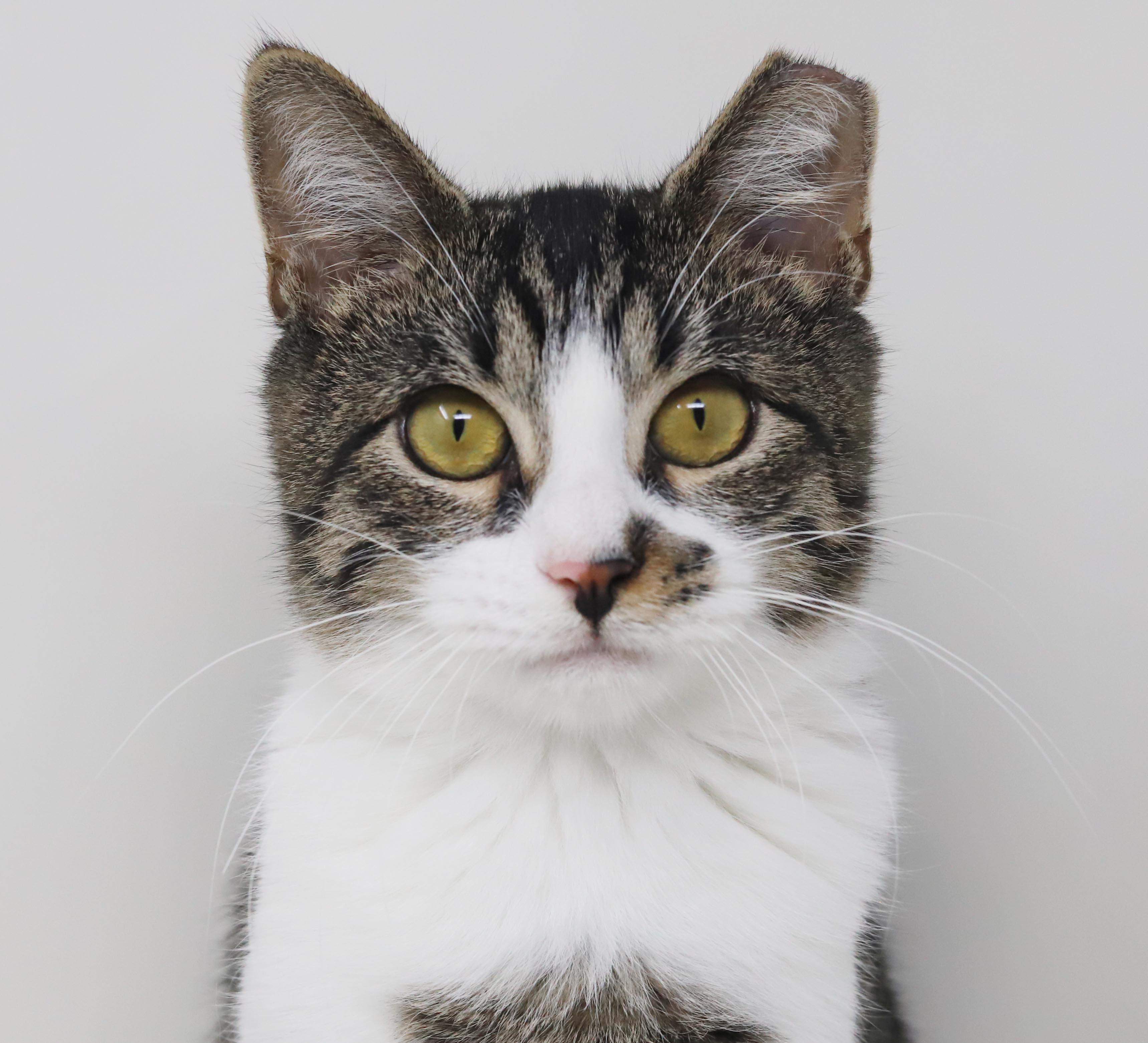 Enlarge Marmalade is a mushy gushy cuddlebug - OLD ENOUGH TO GO SOLO and WOW fun, a Adoptable mixed breed in Bedford Hills, NY image 1/6