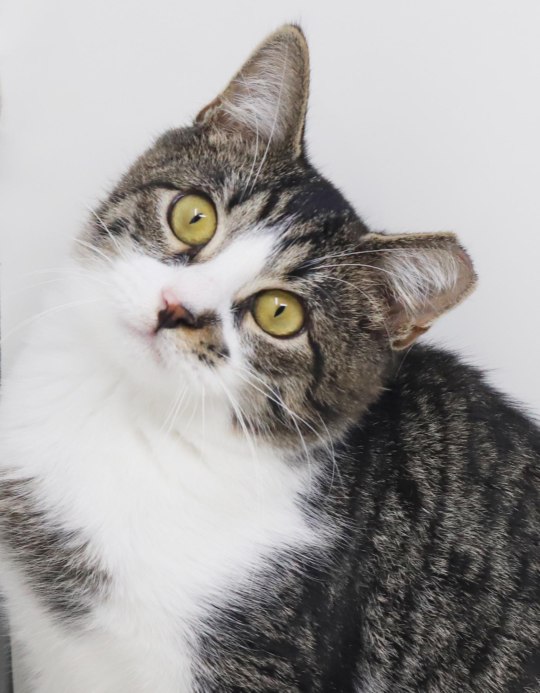 Enlarge Marmalade is a mushy gushy cuddlebug - OLD ENOUGH TO GO SOLO and WOW fun, a Adoptable mixed breed in Bedford Hills, NY image 6/6