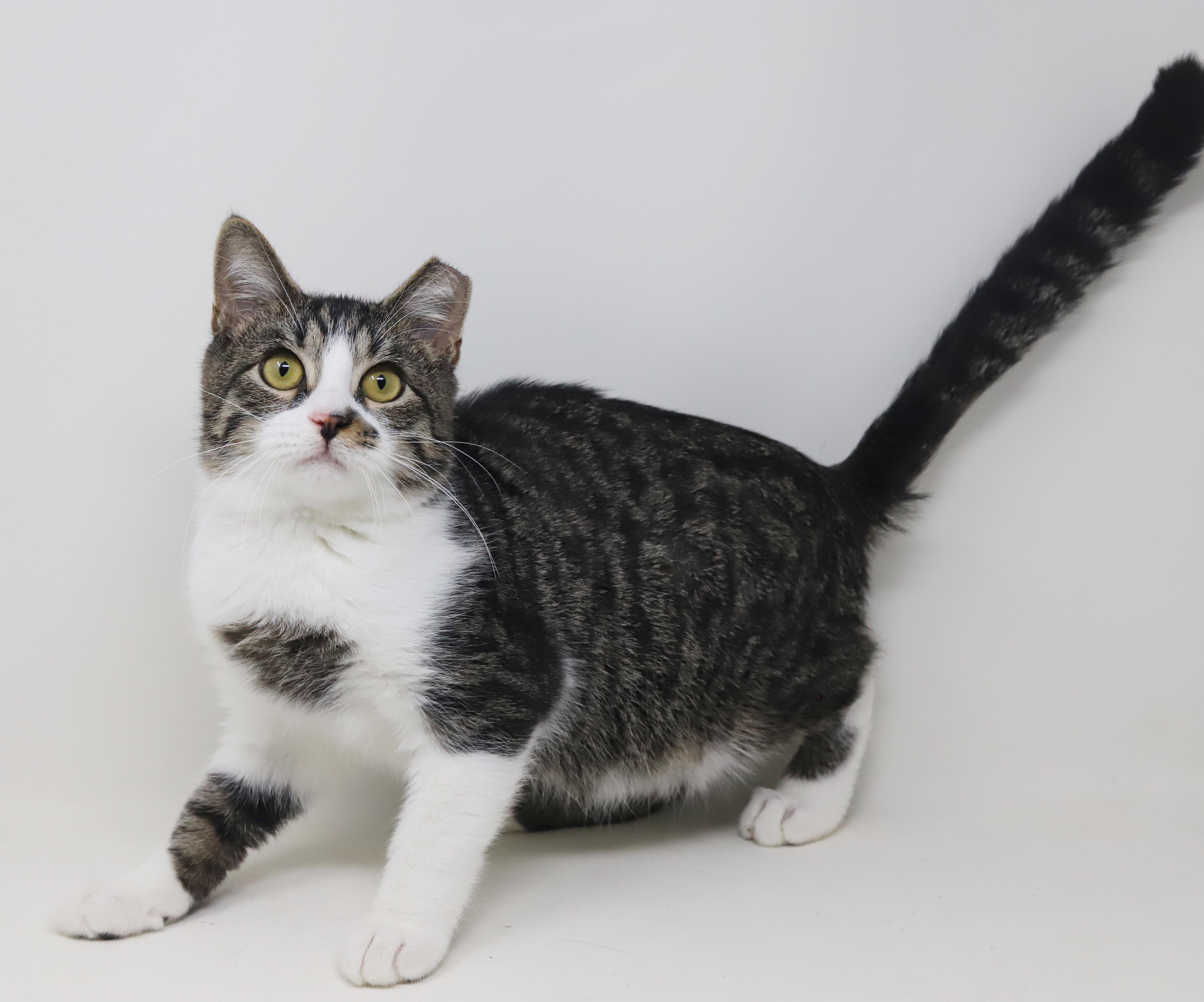 Enlarge Marmalade is a mushy gushy cuddlebug - OLD ENOUGH TO GO SOLO and WOW fun, a Adoptable mixed breed in Bedford Hills, NY image 3/6