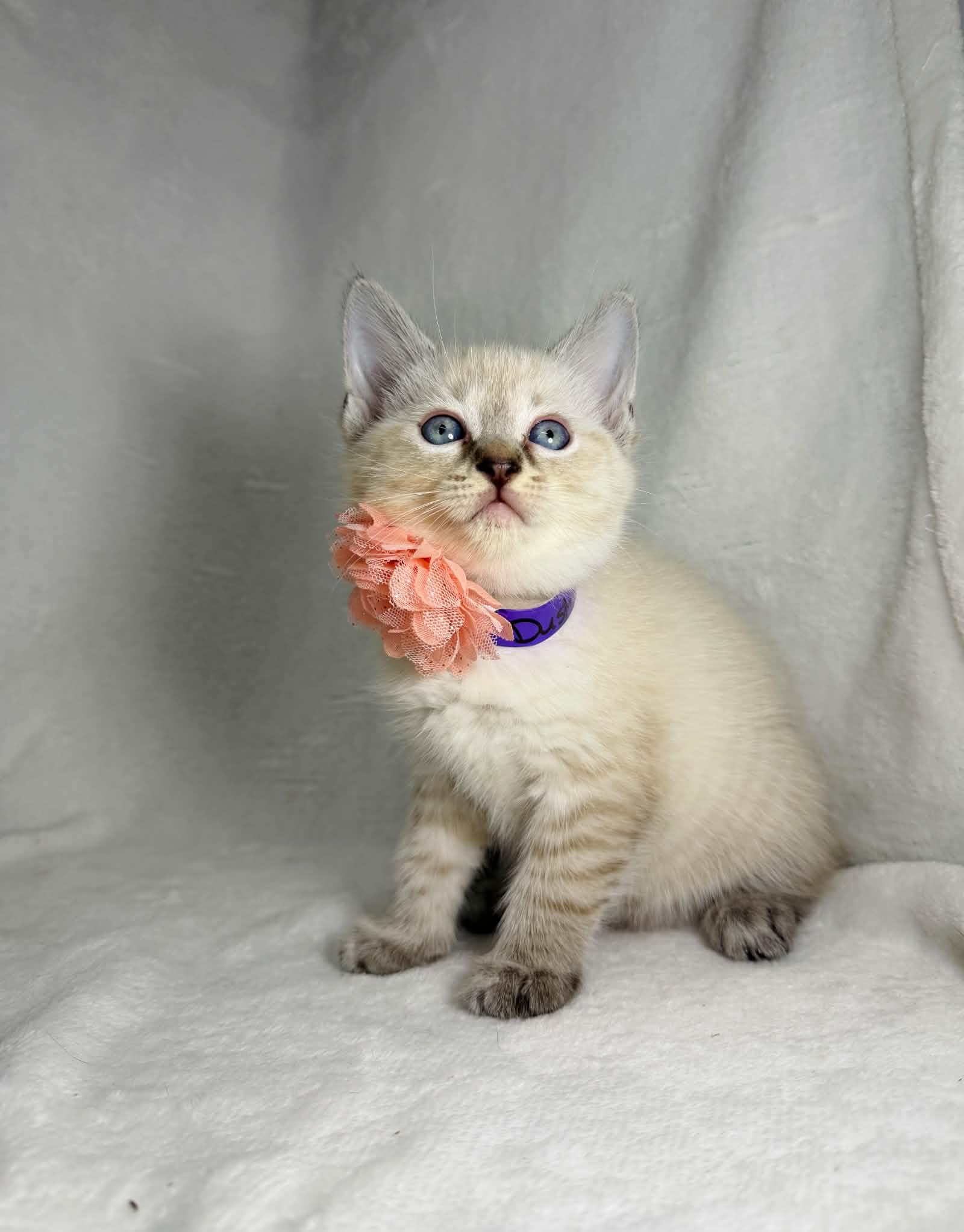 Enlarge Dusty Rose, a Adopted mixed breed in Tavares, FL image 3/3