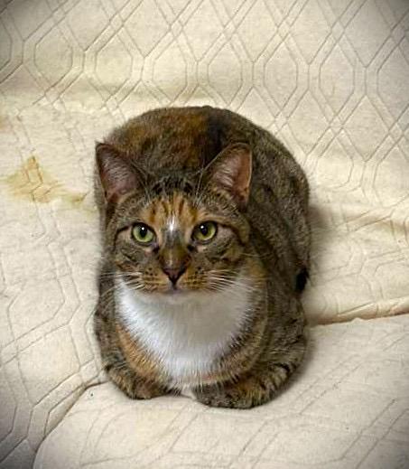 Enlarge Mia, a Adoptable American Shorthair in Brooklyn, NY image 1/1