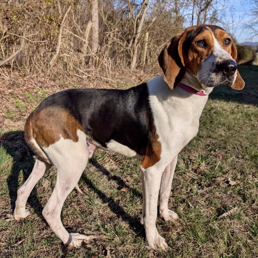 Barney, a Adoptable mixed breed in Falls Church, VA image 1/6