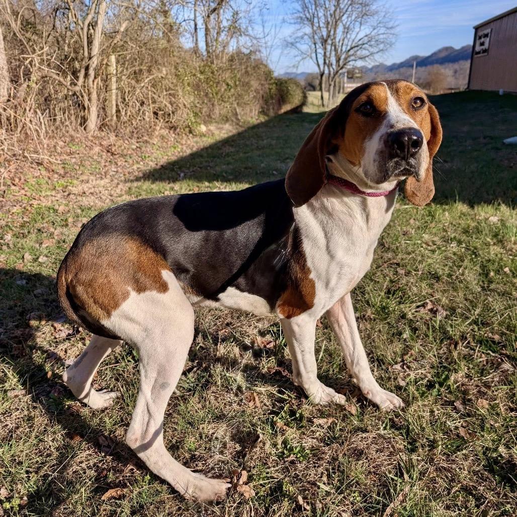 Barney, a Adoptable mixed breed in Falls Church, VA image 2/6