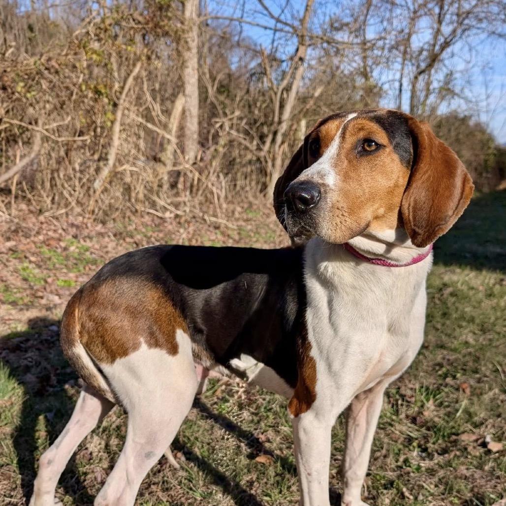 Barney, a Adoptable mixed breed in Falls Church, VA image 3/6
