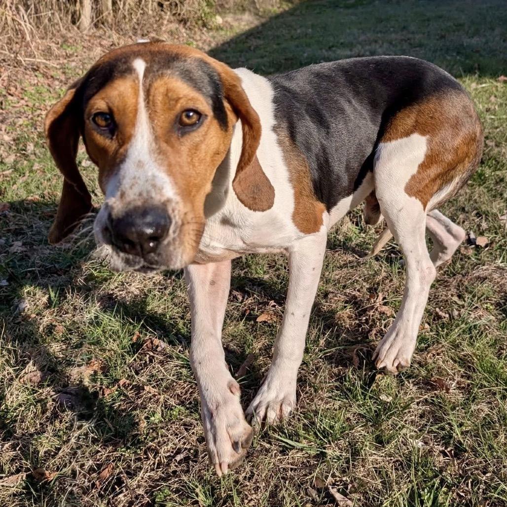 Barney, a Adoptable mixed breed in Falls Church, VA image 4/6