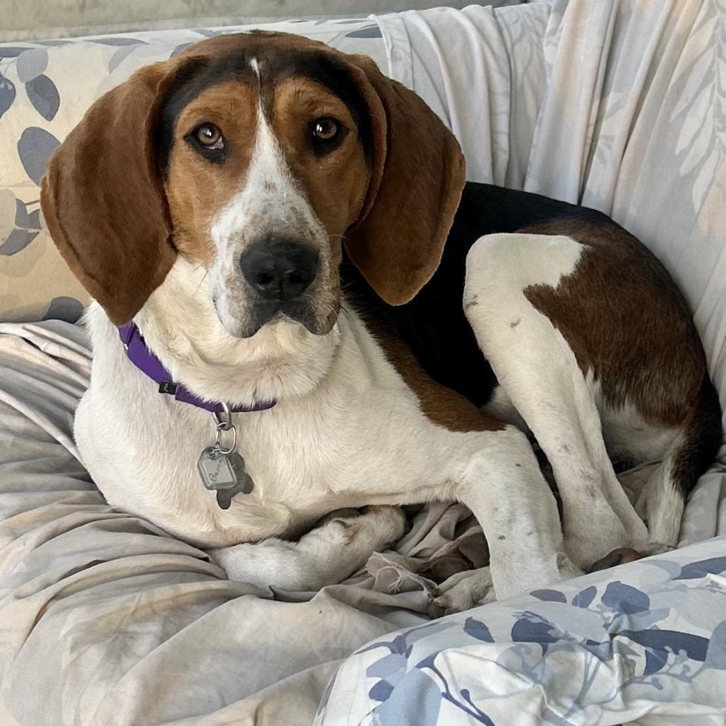 Barney, a Adoptable mixed breed in Falls Church, VA image 5/6