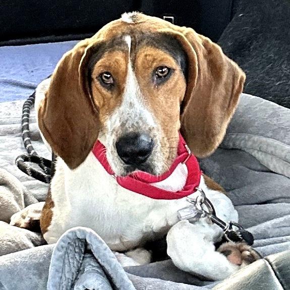 Barney, a Adoptable mixed breed in Falls Church, VA image 6/6