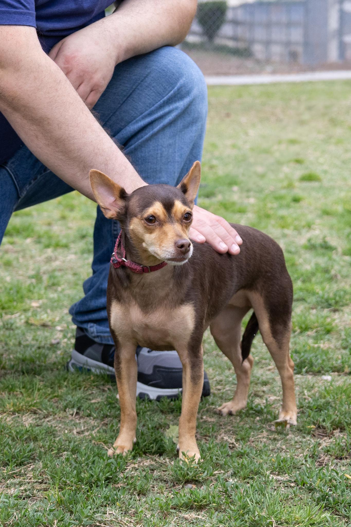 Cosmo and His Good Sister Minnie, a ADOPTABLE mixed breed in Pasadena, CA image 5/6