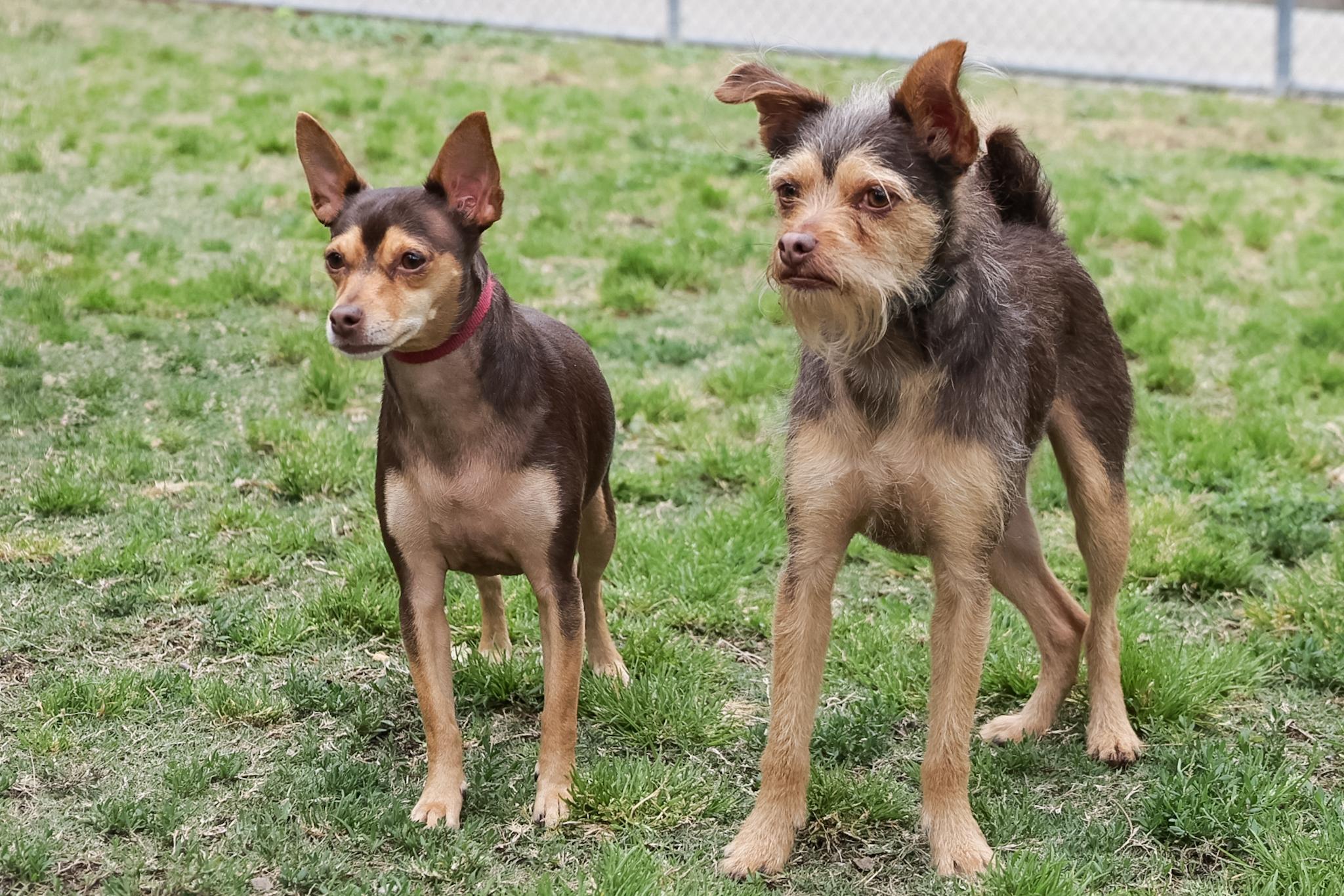 Cosmo and His Good Sister Minnie, a ADOPTABLE mixed breed in Pasadena, CA image 4/6