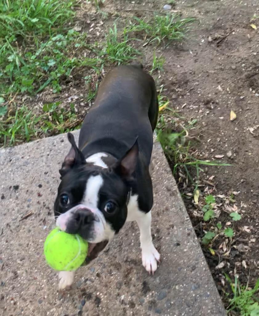 26Goofy, adopted, Adult Male Boston Terrier.