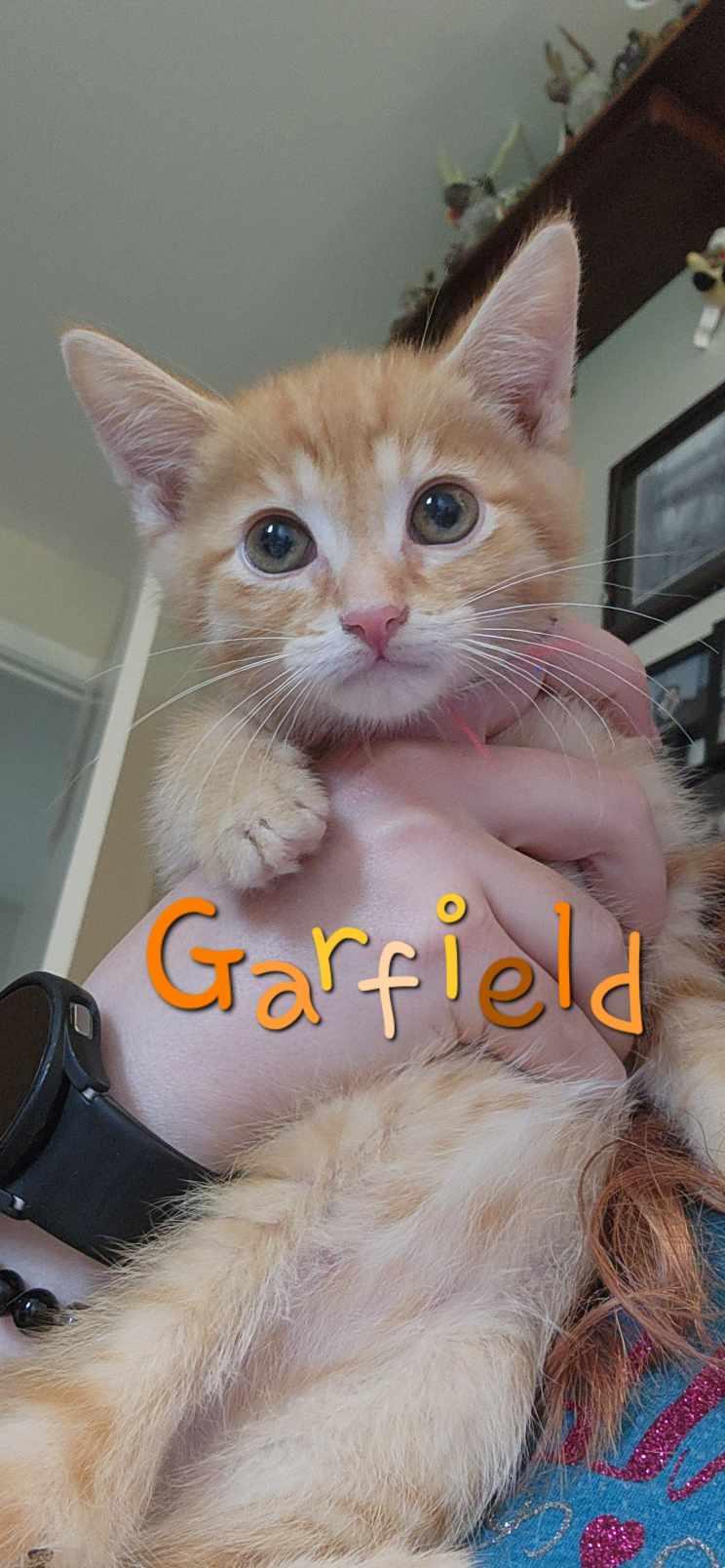 Enlarge Garfield, a Adopted Domestic Short Hair in Stoney Creek, ON image 1/1