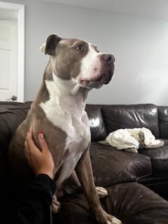 Hercules photo 3