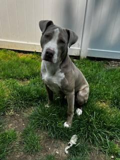 Hercules, Young Male American Bully