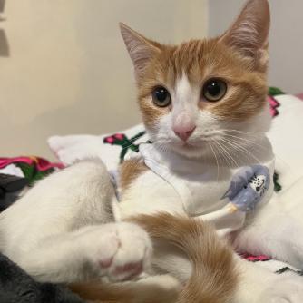 Enlarge Shohei, a Adoptable Domestic Short Hair in Las Vegas, NV image 1/5