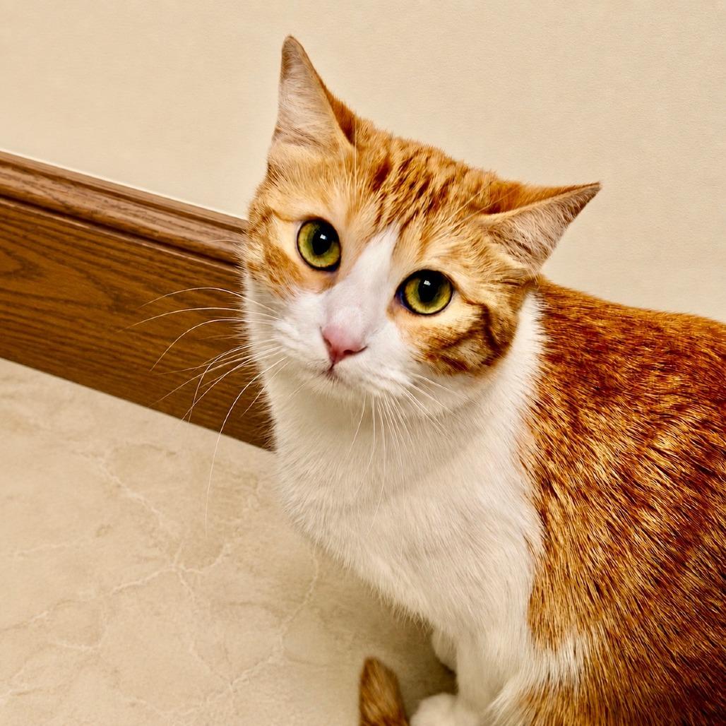 Enlarge Shohei, a Adoptable Domestic Short Hair in Las Vegas, NV image 2/5