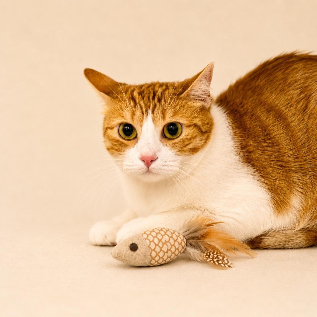 Enlarge Shohei, a Adoptable Domestic Short Hair in Las Vegas, NV image 4/5