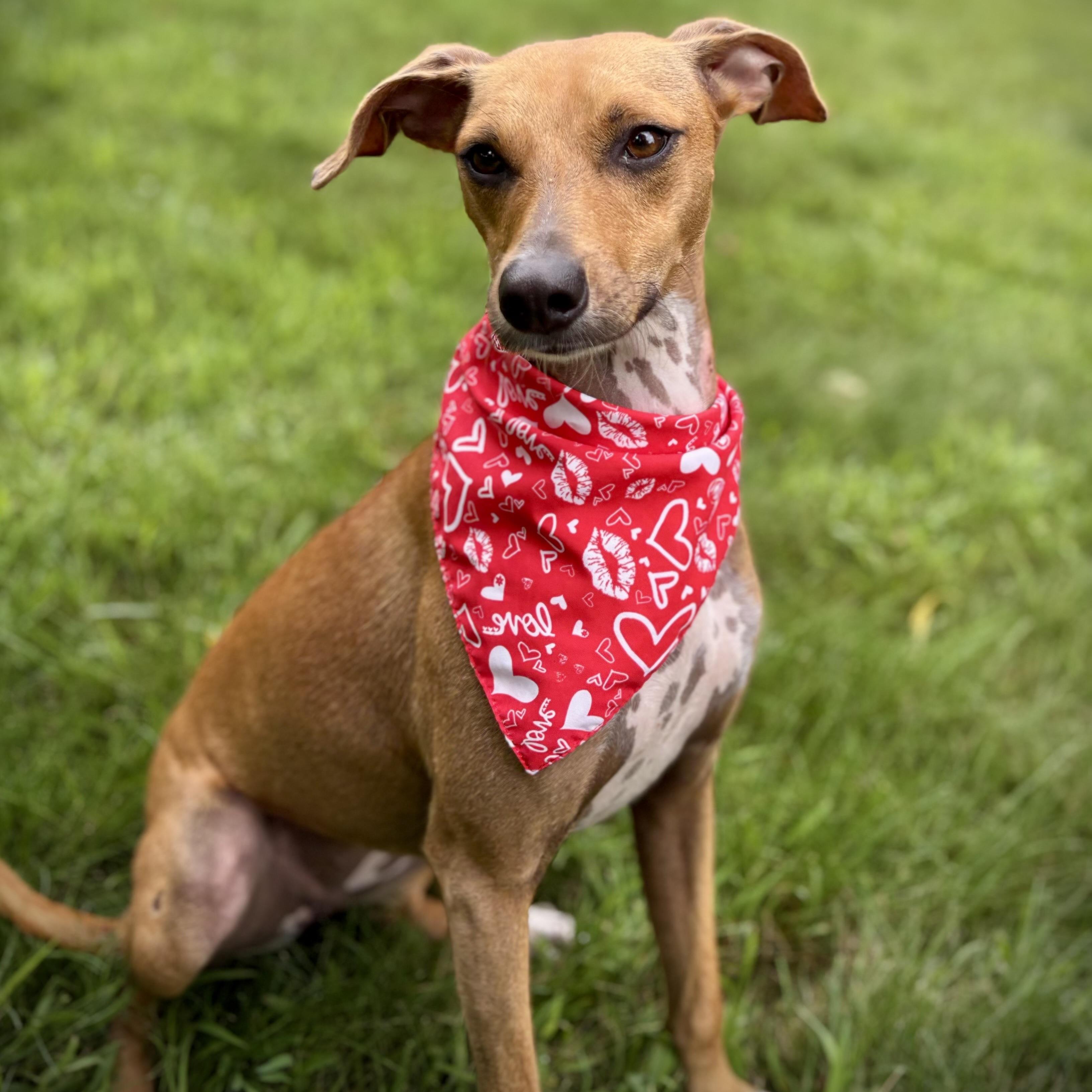 Bambi, an adoptable Whippet, German Pinscher in Prior Lake, MN, 55372 | Photo Image 6