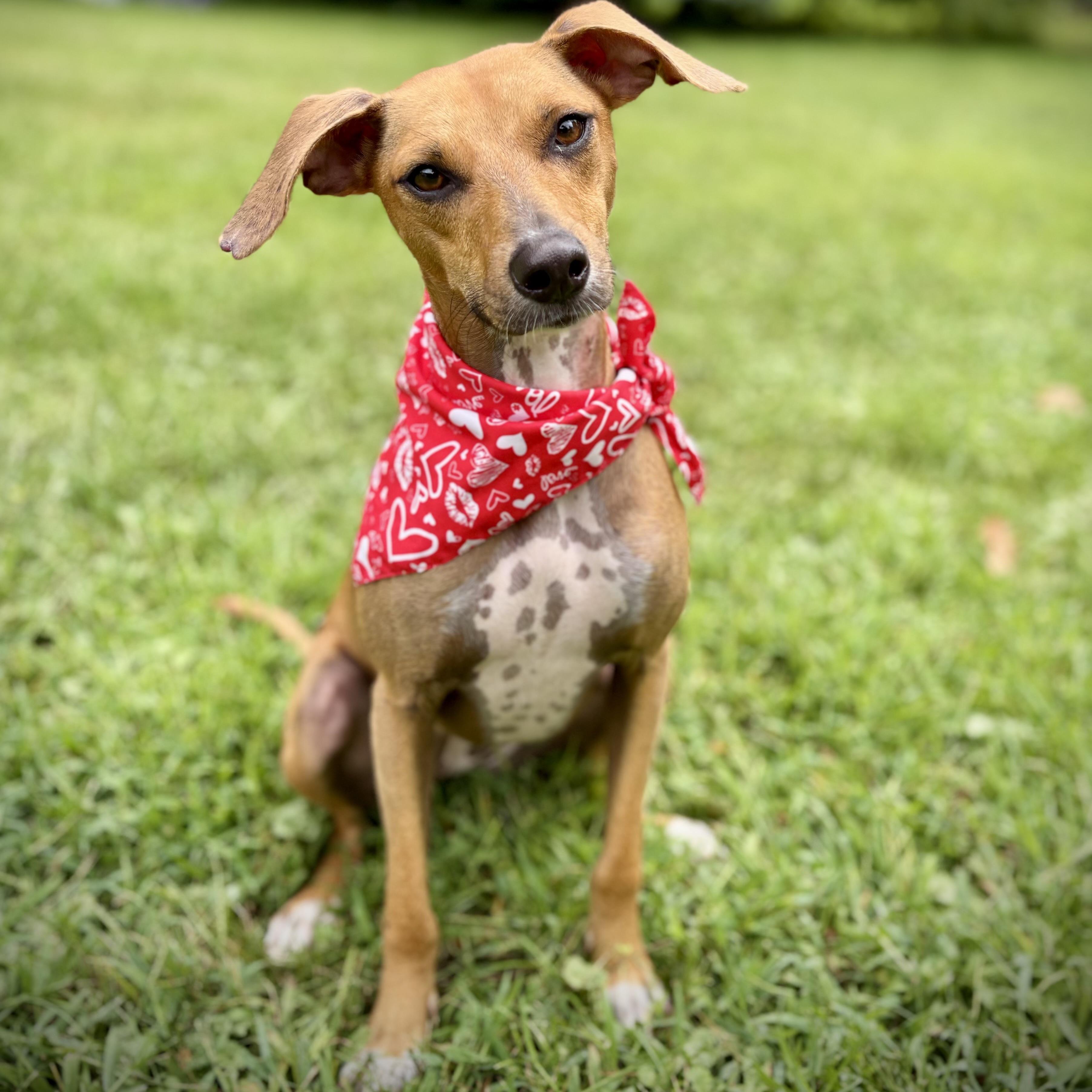 Bambi, an adoptable Whippet, German Pinscher in Prior Lake, MN, 55372 | Photo Image 1