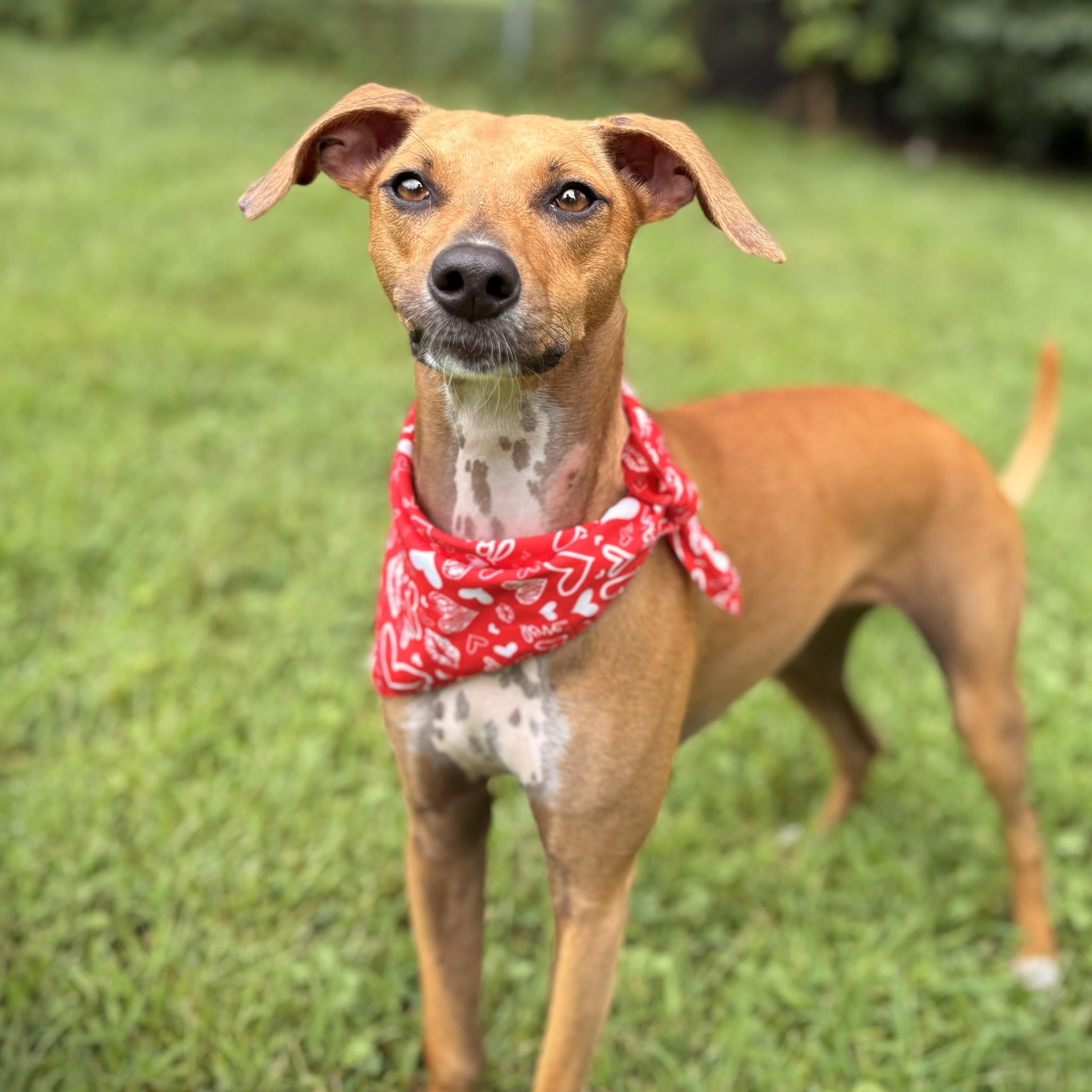Bambi, an adoptable Whippet, German Pinscher in Prior Lake, MN, 55372 | Photo Image 4